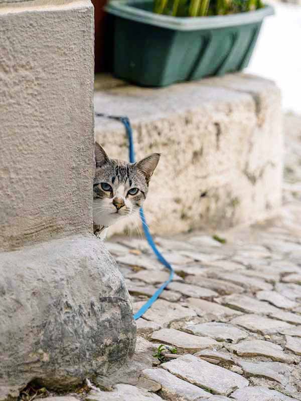 Cat on the streets of historic Sesimbra