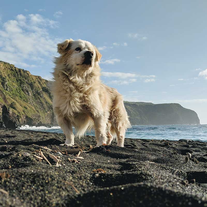 A dog in the Acores