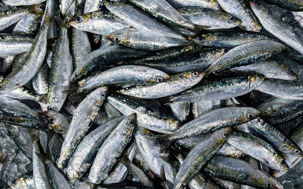 Sardines at the market Fuseta