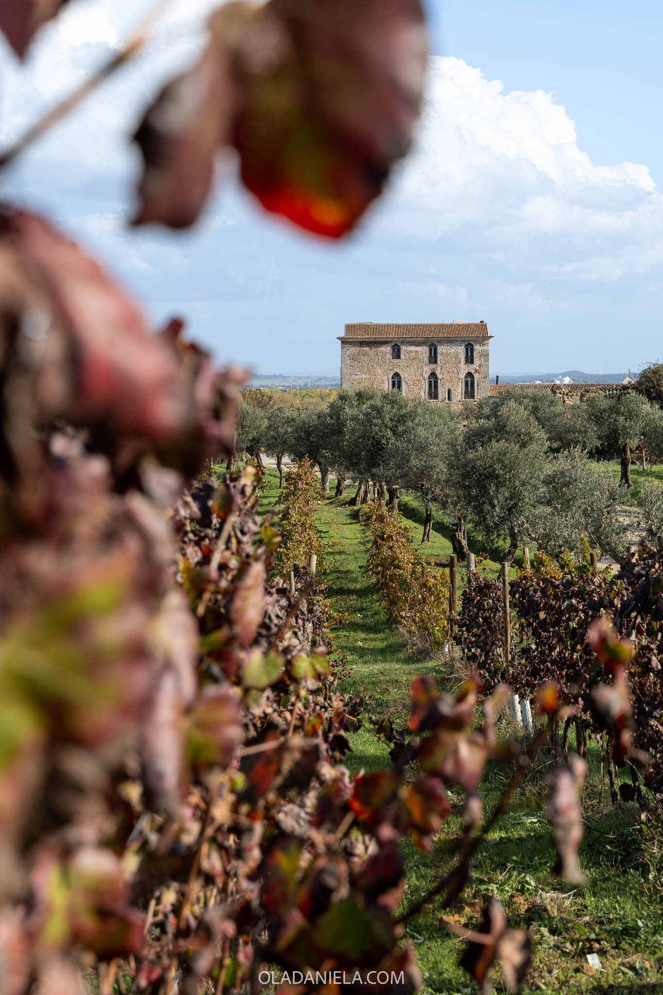 Looking through the vineyard of Fitapreta in the Alentejo to the main house